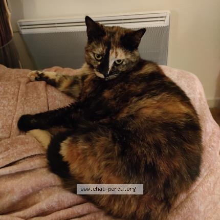 Photo 3/3 Poussinette Chat lost in Chaunay