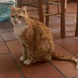 Picture of cat lost at Vendargues