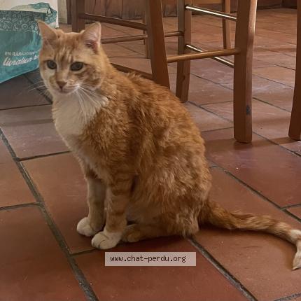 Photo 1/1 Ozzy Chat lost in Vendargues