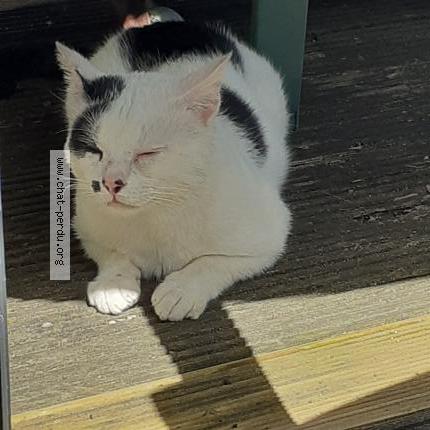 Photo 1/1 Found cat Found in Ploneour lanvern