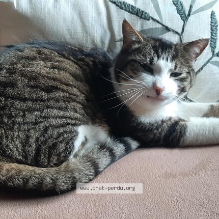 Photo 1/1 orly Chat lost in Maurs