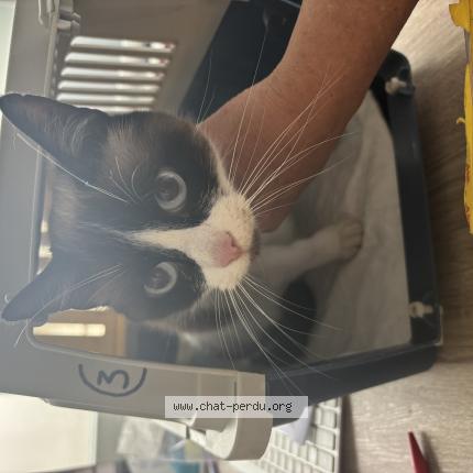 Photo 1/1 Found cat Found in Saintes