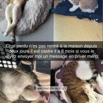 Photo 1/1 Gribouille Chat lost in La rochelle