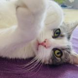 Picture of cat lost at Thonon Les Bains