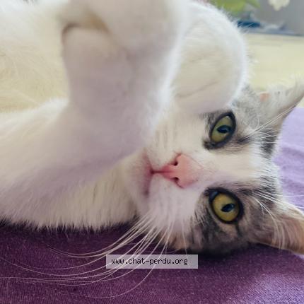 Photo 1/1 Simba Chat lost in Thonon les bains