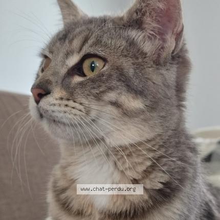 Photo 1/1 Jack Chat lost in Pressigny les pins