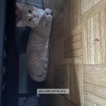 Photo 1/1 Bimo Chat lost in Stains