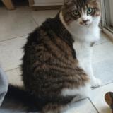 Picture of cat lost at Joue Les Tours