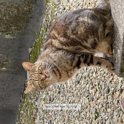 Foto 1/1 Kat teruggevonden Vermist in Bruxelles