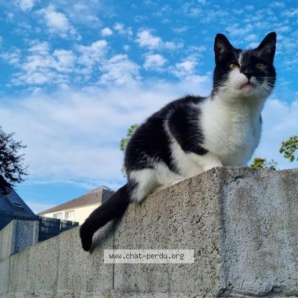 Photo 1/1 Willy Chat lost in Douarnenez