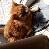 Picture of cat found at Lewarde