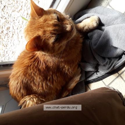 Photo 1/1 Found cat Found in Lewarde