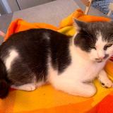 Picture of cat lost at Billere