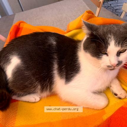 Photo 1/1 Minou Chat lost in Billere