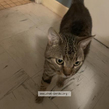 Photo 1/1 Uno Chat lost in Orches