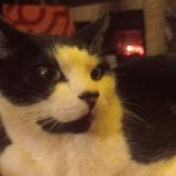 Picture of cat lost at Gourdon