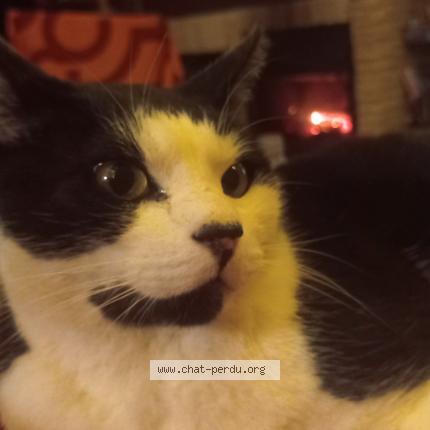 Photo 1/1 RAHAN Chat lost in Gourdon