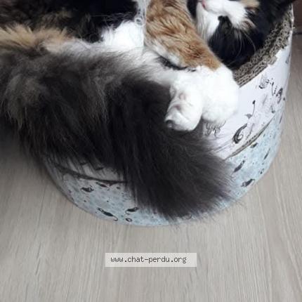 Foto 1/1 Kat teruggevonden Vermist in Incourt