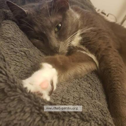 Photo 1/1 Balou Chat lost in Erquinghem lys