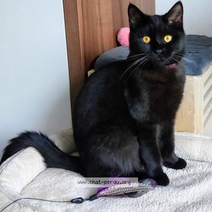 Photo 1/2 ALFONSE Chat lost in Molenbeek saint jean