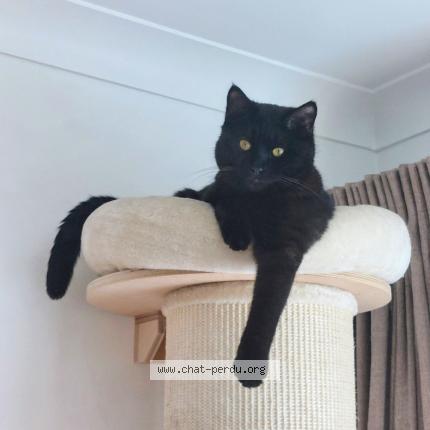 Photo 2/2 ALFONSE Chat lost in Molenbeek saint jean