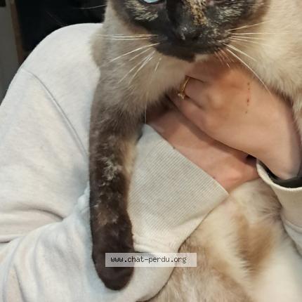 Photo 1/1 Tina Chat lost in Lachapelle sous gerberoy