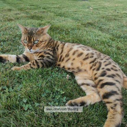 Photo 2/2 TOM Chat lost in Chavannes les grands