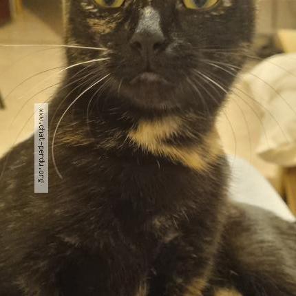 Photo 1/1 Pixelle Chat lost in Beauvais