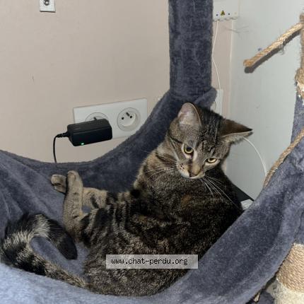 Photo 1/1 Sushi Chat lost in Gujan mestras