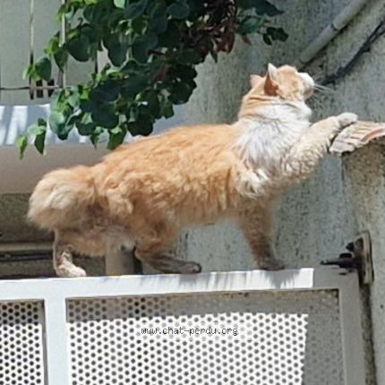 Photo 1/1 Found cat Found in Sete