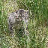 Picture of cat lost at Rambervillers