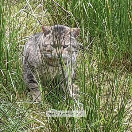 Photo 1/1 TIKI Chat lost in Rambervillers