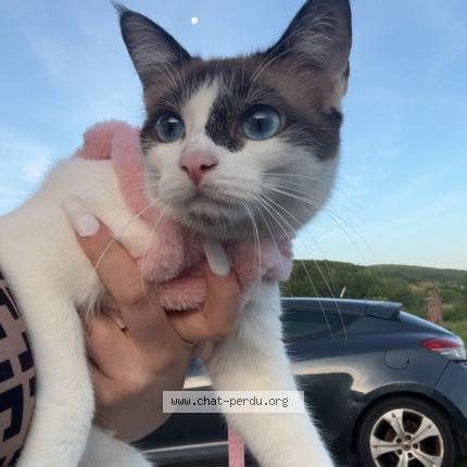 Photo 1/1 hasna Chat lost in Saint pee sur nivelle