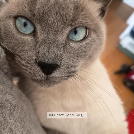 Photo 1/1 Jack Chat lost in Toulouse