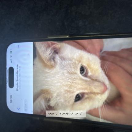 Photo 1/1 Pistache Chat lost in Rhode saint genese