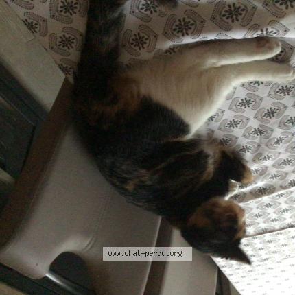 Photo 1/1 Yena Chat lost in Mery sur oise