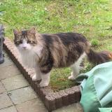 Picture of cat found at Wattrelos