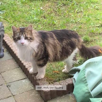 Photo 1/1 Found cat Found in Wattrelos