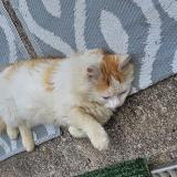 Picture of cat found at Grainville Langannerie