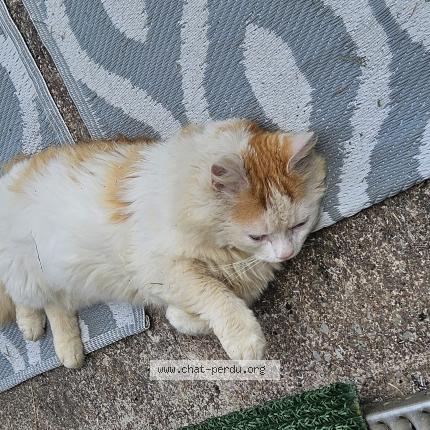 Photo 1/1 Found cat Found in Grainville langannerie