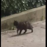 Picture of cat found at Bruxelles Ville