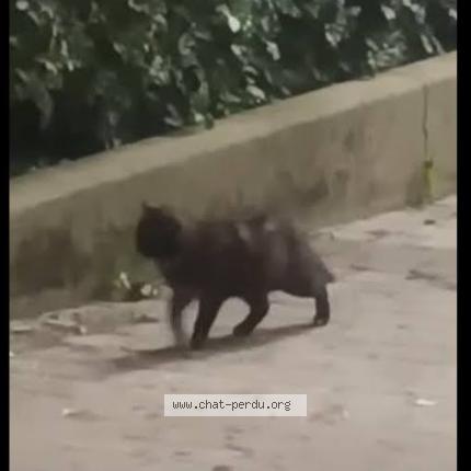 Photo 1/1 Found cat Found in Bruxelles ville