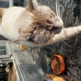 Picture of cat found at Bovigny