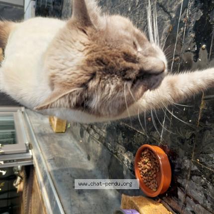 Photo 1/1 Found cat Found in Bovigny