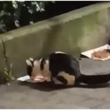 Picture of cat found at Bruxelles Ville