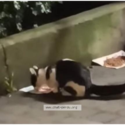 Photo 1/1 Found cat Found in Bruxelles ville