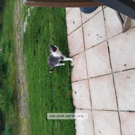 Photo 1/1 Found cat Found in Le vigen