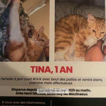 Photo 1/1 Tina Chat lost in Issy les moulineaux