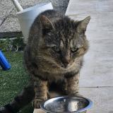 Picture of cat found at Montarnaud