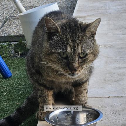 Photo 1/1 Found cat Found in Montarnaud